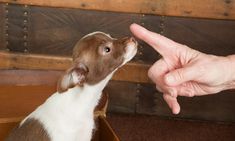 a small brown and white dog sitting next to a person pointing at it's hand