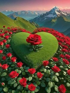 Rose Flower Photos, Love Rose Flower, Rose Flower Pictures, Beautiful Flowers Images, Moving Wallpapers, Bollywood Dress, Beautiful Flowers Photos, Beautiful Red Roses