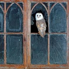 an owl is sitting on the window sill