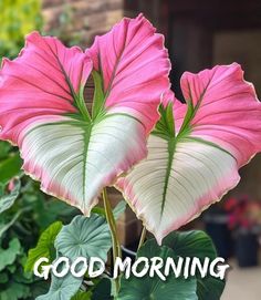 two pink and white flowers with the words good morning on it's bottom corner