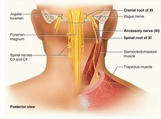 Stretching and Massage Does NOT Get Rid of Upper Trap Pain - Functional Performance Physical TherapyFunctional Performance Physical Therapy Nervus Vagus, Referred Pain, Neck Exercises, Posture Exercises, Bryn Mawr, Nerve Pain Relief