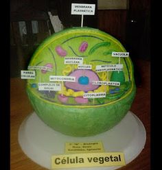 a cake made to look like a fruit bowl with labels on it that read, celula vegetal