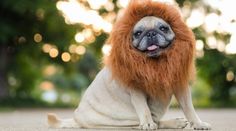 a small dog with an orange wig and beard sitting on the ground in front of trees