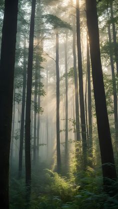 the sun shines through the foggy trees in this forest filled with green ferns