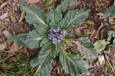 a plant with purple flowers growing out of it's center surrounded by leaves and mulchs