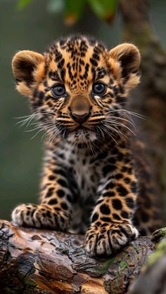 a young leopard cub sitting on top of a tree branch looking at the camera with big blue eyes