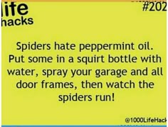 Spider Infestation, Bug Spray Recipe, Get Rid Of Spiders, 1000 Life Hacks, Life Hacks Websites, Everyday Hacks