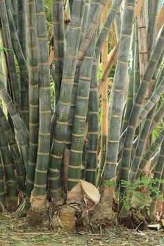 there are many bamboo trees in the forest