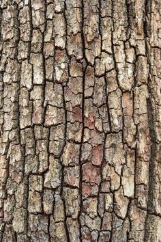 the bark of an old tree with no leaves