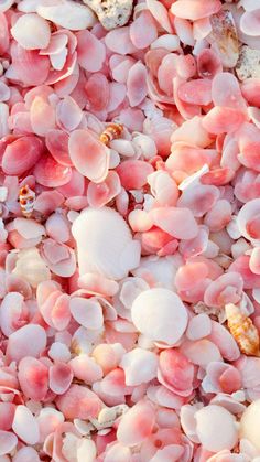 pink and white sea shells are scattered together