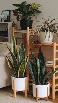 three potted plants sitting next to each other on top of a wooden shelf in a living room