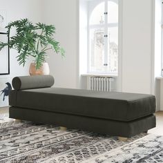 a living room with a couch, rug and potted plant