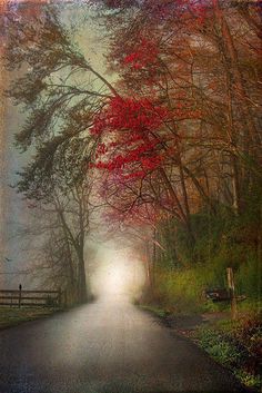 an empty road surrounded by trees with red leaves on the ground and fog in the air