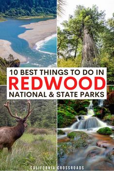 photo of the klamath river, redwoods, ocean, waterfall, and elk. text reads 10 best things to do in redwood national park California Redwoods Vacation, Redwood Forest Vacation, The Redwoods California, Jedediah Smith Redwoods State Park, Redwoods National Park, Redwood National And State Parks, National Park Hikes, Coast Redwood