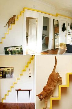 there is a cat that is climbing the stairs in this house and it looks like he's going to fall off