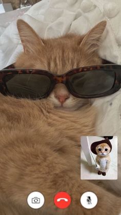 an orange cat wearing sunglasses laying on top of a bed