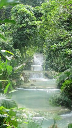 a small waterfall in the middle of a forest filled with lots of green plants and trees