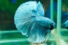 two blue siamese fish in an aquarium looking at each other's side by side