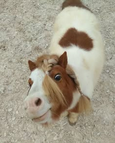 a brown and white horse standing on top of a dirt field