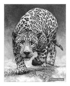 a black and white drawing of a leopard on the ground with it's eyes open