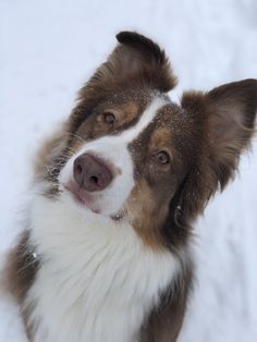 a brown and white dog standing in the snow looking up to its left with it's nose open