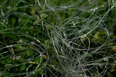 some very pretty green plants in the grass