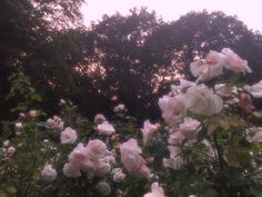 white roses are blooming in a garden with trees in the background