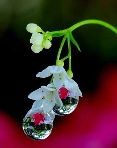 two drops of water hanging from a flower