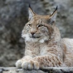 a close up of a cat laying on top of a stone wall with rocks in the background