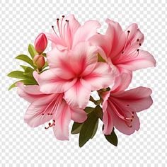 pink flowers with green leaves and buds on a white background png clipart, transparent