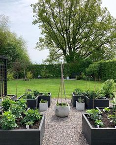 an outdoor garden area with various plants and trees in the background, surrounded by gravel