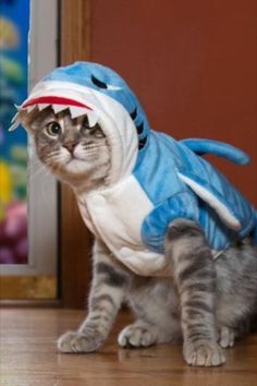 a cat wearing a shark costume on the floor