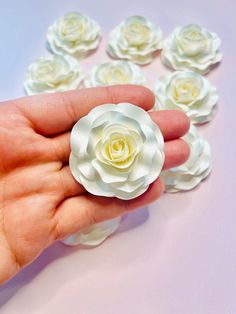 a hand holding a small white rose surrounded by smaller white roses on a pink background