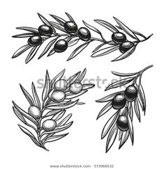 an olive branch with leaves and berries in vintage engraved etching style, isolated on white background