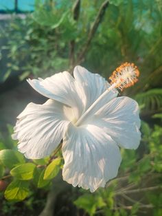 a large white flower sitting on top of a lush green plant filled with leaves and flowers