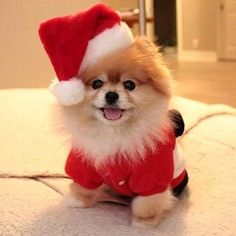 a small dog wearing a red and white santa hat