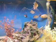 an aquarium filled with lots of different types of fish