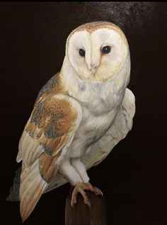 an owl sitting on top of a wooden post