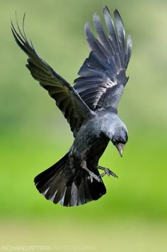 a black bird flying through the air with it's wings spread