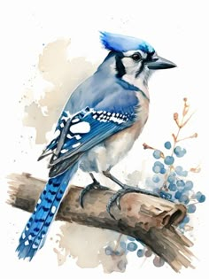 a watercolor painting of a blue jay perched on a branch