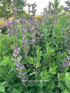 purple flowers are blooming in the garden