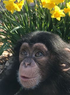 a monkey sitting in front of some flowers and looking up at the camera with its eyes wide open