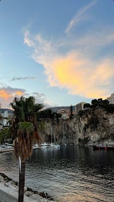 a palm tree sitting on the side of a body of water next to a beach