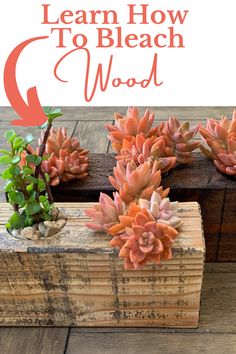 three succulents in wooden boxes with the words learn how to bleach wood