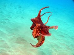 an octopus swimming in the ocean with its mouth open