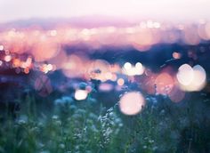 blurry image of city lights in the distance with grass and flowers on the foreground