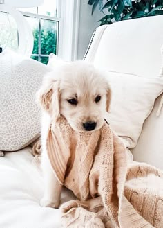 a small white dog sitting on top of a couch covered in a blanket and looking at the camera