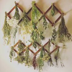 an arrangement of herbs hanging on a wall