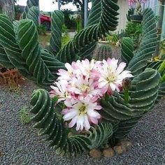 some pink and white flowers in a green plant