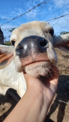 a close up of a person's hand holding a cow in front of a fence